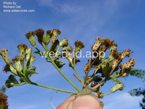 hempweed, climbing
